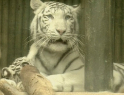 Ce dragalasi! Trei pui de tigru alb indian au devenit vedete la un Zoo din Cehia Ce dragalasi! Trei pui de tigru alb indian au devenit vedete la un Zoo din Cehia