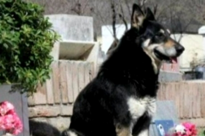Hachiko de Argentina. Acest caine de 6 ani vegheaza la mormantul stapanului sau