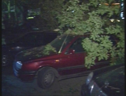 Cinci dintr-o lovitura. Un arbore imens s-a prabusit peste 5 automobile Cinci dintr-o lovitura. Un arbore imens s-a prabusit peste 5 automobile