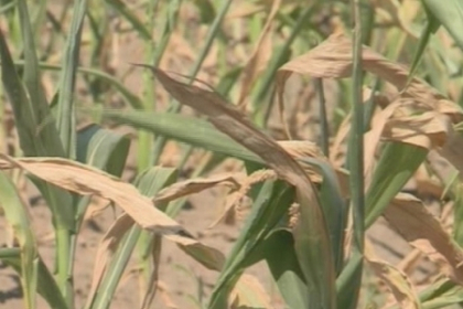 Inca 150 de milioane de lei pentru compensarea pierderilor in agricultura, alocate de Guvern