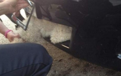 Un catel a supravietuit in mod miraculos, dupa ce a calatorit 16 kilometri in grila unei masini Un catel a supravietuit in mod miraculos, dupa ce a calatorit 16 kilometri in grila unei masini