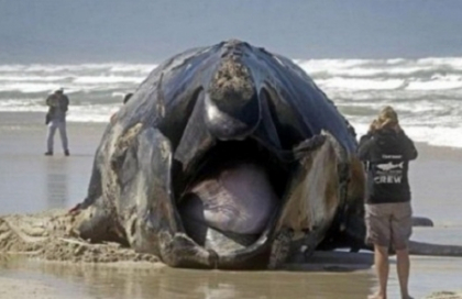 Un monstru de 45 de tone, descoperit pe o plaja din Africa de Sud. Cum a ajuns acolo