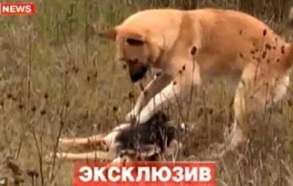 Gestul emotionant facut de un caine dupa ce partenera sa a fost ucisa de o masina. VIDEO