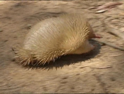 O viata noua pentru o echidna albinoasa! Mamiferul a fost eliberat si urmeaza sa-si creeze o familie