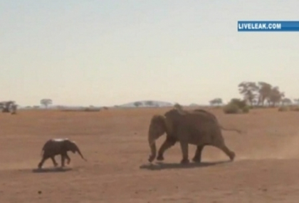 Salvare ca in filme. Intalnirea emotionanta dintre un pui de elefant si mama acestuia Salvare ca in filme. Intalnirea emotionanta dintre un pui de elefant si mama acestuia