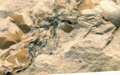 Descoperire extraordinara intr-o bucata de calcar din Spania. "Au peste 18 MILIOANE de ani"