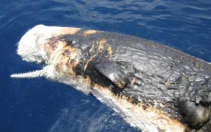FOTO. Imaginile tinute secret de Statele Unite. Victimele unei scurgeri de petrol in ocean