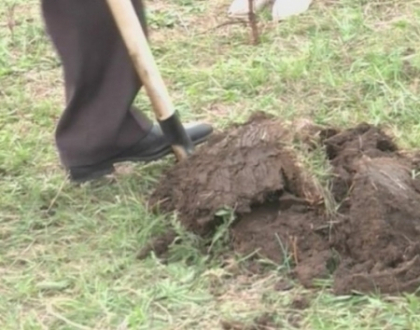La munca, cu fanfara! Functionarii insitutiilor de stat, la iarba verde! Cum s-au ostenit de Ziua Inverzirii La munca, cu fanfara! Functionarii insitutiilor de stat, la iarba verde! Cum s-au ostenit de Ziua Inverzirii