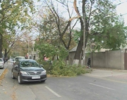 Se intampla in Chisinau! O creanga de peste 10 metri a blocat tot drumul pe strada Bucuresti Se intampla in Chisinau! O creanga de peste 10 metri a blocat tot drumul pe strada Bucuresti