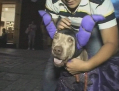 Si animalele se pregatesc de Halloween! Uite cum au defilat patrupezii in plina strada