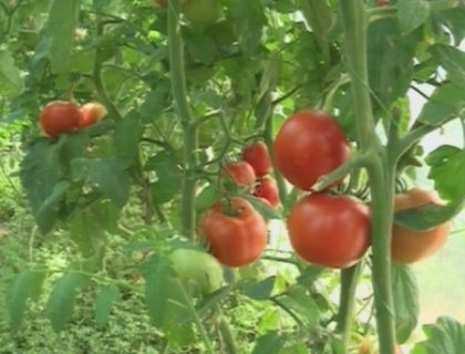 Produse ecologice moldovenesti in parcarea Ministerului Agriculturii! Ce intentioneaza autoritatile Produse ecologice moldovenesti in parcarea Ministerului Agriculturii! Ce intentioneaza autoritatile