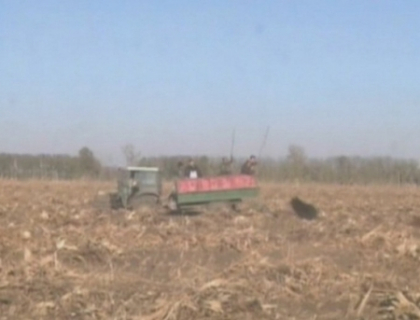 Ursul care le-a furat linistea chinezilor a fost prins! Vezi cum a fost capturat animalul
