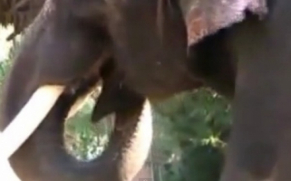 VIDEO. "E cel mai destept elefant din lume". Cum a reusit animalul sa ii impresioneze pe cercetatori VIDEO. "E cel mai destept elefant din lume". Cum a reusit animalul sa ii impresioneze pe cercetatori