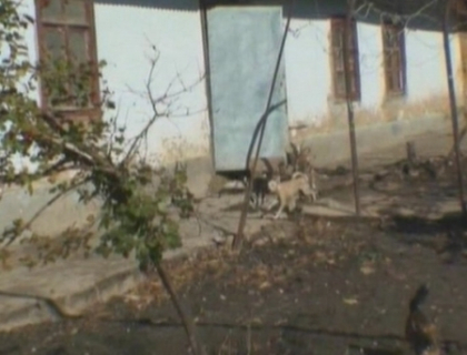 Traieste in aceeasi casa cu animalele! Povestea uluitoare a femeii care doarme cu porcii: "Sunt sfinti" Traieste in aceeasi casa cu animalele! Povestea uluitoare a femeii care doarme cu porcii: "Sunt sfinti"