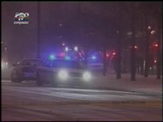 Mai multe caprioare fugite din padure au bagat spaima intr-un oras american
