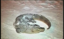 Au gasit intr-o padure din Polonia un crocodil mort inghetat Au gasit intr-o padure din Polonia un crocodil mort inghetat