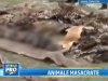 Captura macabra in vestul Africii: capete de gorile si colti de elefanti