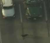 Uite cum face un ciobanesc german "ordine" in traficul aglomerat de pe autostrada