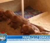 Mamica eroina. O catelusa a adus pe lume 17 pui