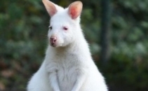 Seamana cu un bulgare de zapada. La 7 luni, un pui de cangur albinos e vedeta la o ferma din Polonia Seamana cu un bulgare de zapada. La 7 luni, un pui de cangur albinos e vedeta la o ferma din Polonia