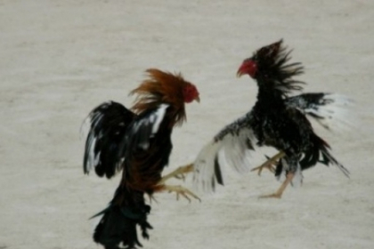 1.000 de cocosi au fost eutanasiati in California. Participau la lupte 1.000 de cocosi au fost eutanasiati in California. Participau la lupte