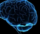 Dietele nu ajuta doar la silueta. Un studiu iti arata cum poti sa-ti mentii tineretea creierului Dietele nu ajuta doar la silueta. Un studiu iti arata cum poti sa-ti mentii tineretea creierului