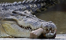 Sinuciderea prin... CROCODILI - cel mai sinistru mod prin care isi poate lua viata un om Sinuciderea prin... CROCODILI - cel mai sinistru mod prin care isi poate lua viata un om