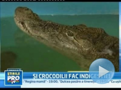 Un crocodil a inghitit un telefon, iar acum nu mai mananca. Are indigestie? Un crocodil a inghitit un telefon, iar acum nu mai mananca. Are indigestie?