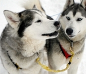 100 de caini husky ucisi si aruncati intr-o groapa comuna de angajatii unei firme, pentru reducerea cheltuielilor