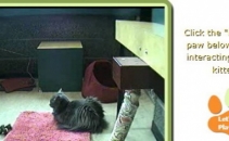 iPet Companion. Te poti juca pe net cu pisici adevarate, LIVE iPet Companion. Te poti juca pe net cu pisici adevarate, LIVE