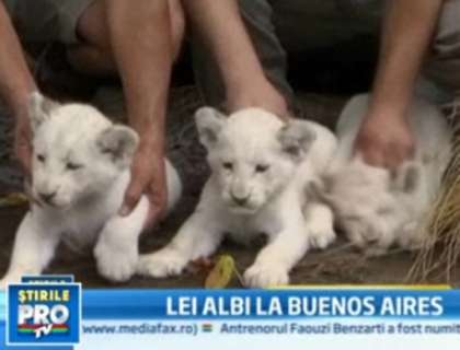Trei pui de leu alb, mandria unei gradini zoologice din Buenos Aires Trei pui de leu alb, mandria unei gradini zoologice din Buenos Aires