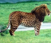 Animale hibride: 10 combinatii uimitoare! Animale hibride: 10 combinatii uimitoare!