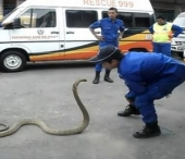 Ti se face parul maciuca! Vezi ce inseamna Politia Animalelor in Malaezia Ti se face parul maciuca! Vezi ce inseamna Politia Animalelor in Malaezia