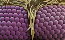 Ochiul liber vs microscop. Nu o sa ghiciti niciodata ce reprezinta imaginea de mai jos. FOTO