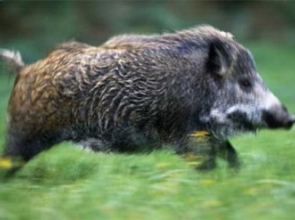 Alerta de febra aftoasa in Romania, cea mai periculoasa boala a animalelor!