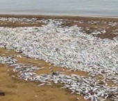 Doua milioane de pesti, morti in statul american Maryland