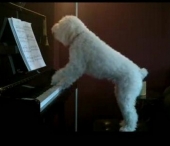 Recital la pian, sustinut de un bichon maltez adorabil Recital la pian, sustinut de un bichon maltez adorabil