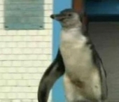 Pinguinul care s-a dus la politie sa ceara ajutor: se ratacise Pinguinul care s-a dus la politie sa ceara ajutor: se ratacise