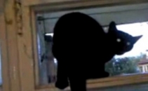 VIDEO: N-o sa crezi pana nu o sa vezi. O pisica latra la caini pe ascuns VIDEO: N-o sa crezi pana nu o sa vezi. O pisica latra la caini pe ascuns