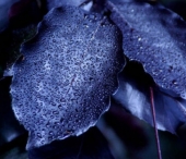 Pe Gliese 581g, sora geamana a Pamantului, cresc plante negre?! Pe Gliese 581g, sora geamana a Pamantului, cresc plante negre?!