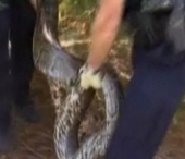 Politistii americani au "arestat" un piton de 4,5 metri si 90 de kilograme!