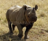 Record de rinoceri ucisi in 2010 in Africa de Sud Record de rinoceri ucisi in 2010 in Africa de Sud