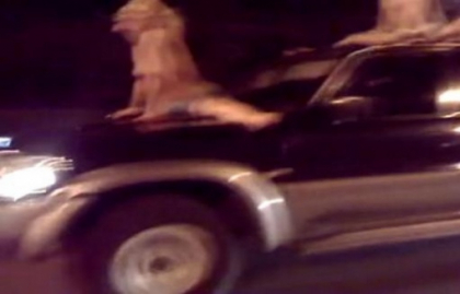 Cel mai norocos sofer din lume! Are o femeie goala pe capota, alta pe cupola