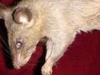 Sobolani-gigant, cu dinti de 2,5 cm, au omorat doi copii in Africa. Vezi cat de mari sunt
