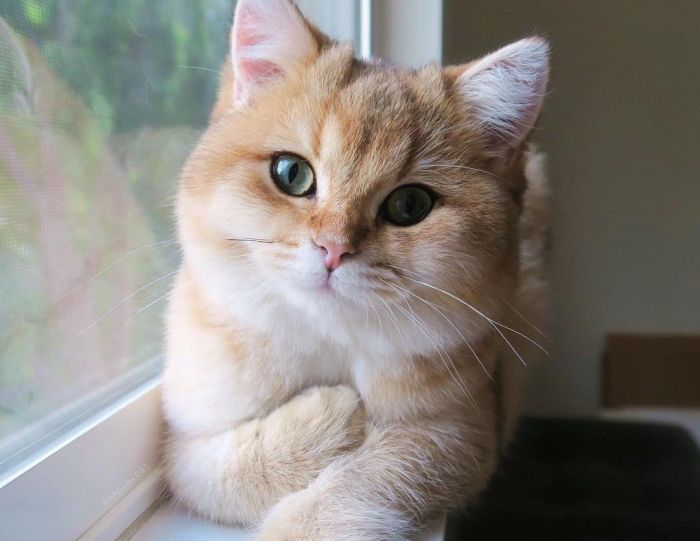 Ziua Internationala A Pisicii Cele Mai Simpatice Feline De Pe Instagram