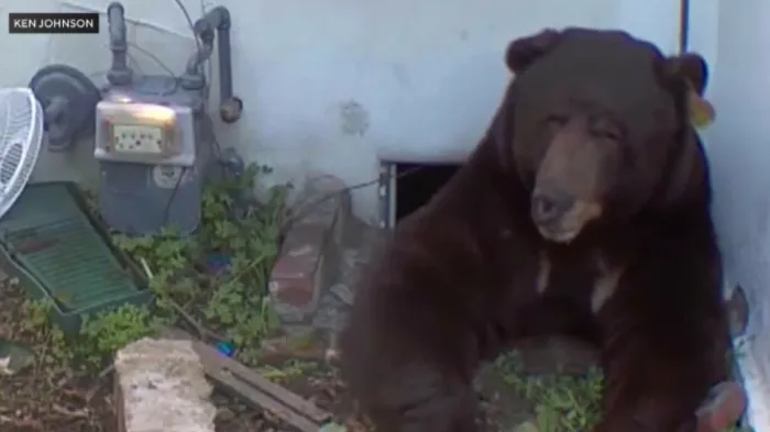 Urs de 250 de kilograme, instalat sub casa unei familii din California. Autoritățile nu reușesc să-l alunge