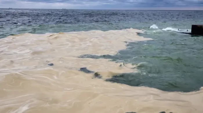 Dezastru ecologic pe coasta Mării Negre după atacurile aeriene ruse asupra portului Odesa: zeci de păsări moarte și poluare cu ulei de floarea-soarelui pun în pericol viața marină - VIDEO