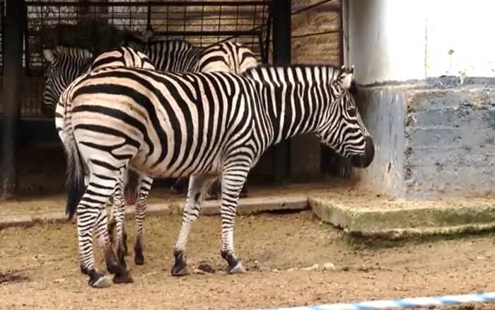 Odată cu răcirea timpului de afară, vremii animalele de la Grădina Zoologică din capitală intră într-un regim special - VIDEO