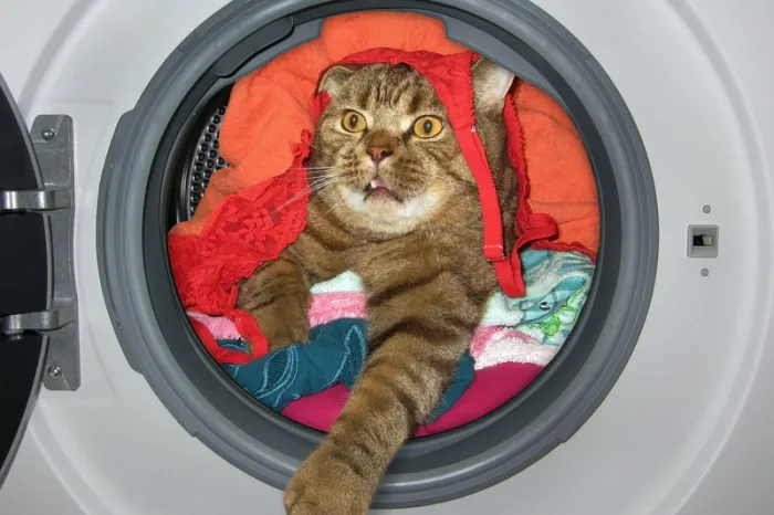 O femeie și-a băgat, fără să vrea, pisica la mașina de spălat și a plecat apoi să facă curățenie. După câteva ore i-a văzut coada prin geam. „Era Ajunul Crăciunului și eram ocupată cu ultimele pregătiri”