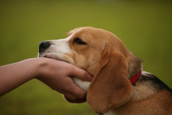 Trebuie sa vezi aceasta idee inedita! Baloane, caini si o campanie care te va emotiona! 